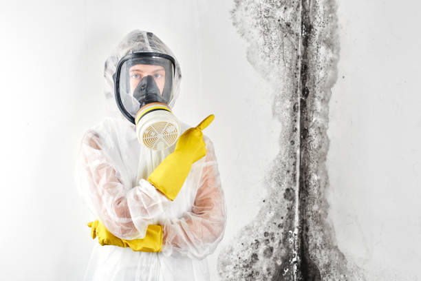 Mold Removal & Remediation