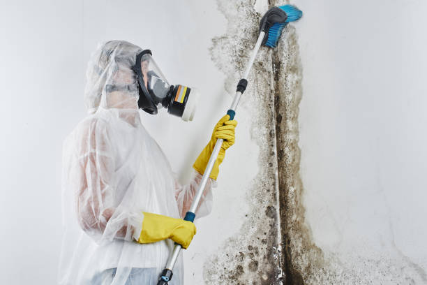 Best Asbestos and Lead Testing During Mold Inspection  in Stony Prairie, OH